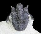 Bumpy Cyphaspis Trilobite #64411-7